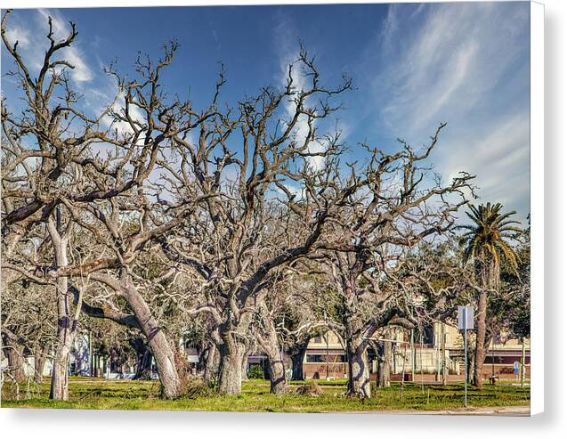 Cameron Parish Court House - Canvas Print