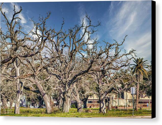 Cameron Parish Court House - Canvas Print