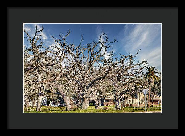 Cameron Parish Court House - Framed Print