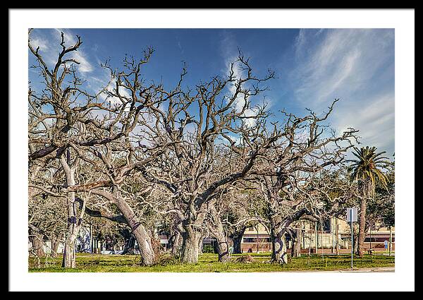 Cameron Parish Court House - Framed Print