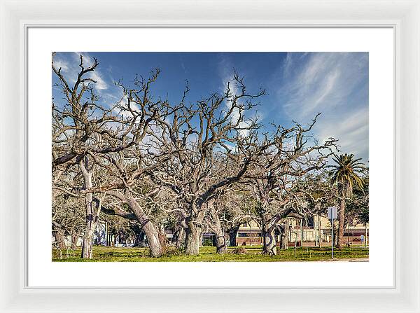 Cameron Parish Court House - Framed Print