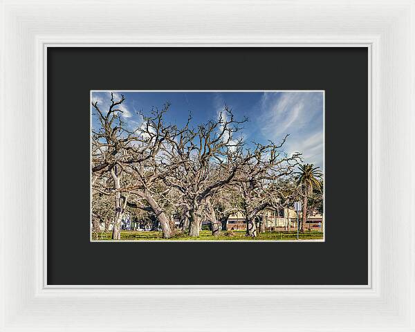 Cameron Parish Court House - Framed Print