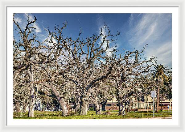 Cameron Parish Court House - Framed Print