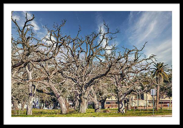 Cameron Parish Court House - Framed Print