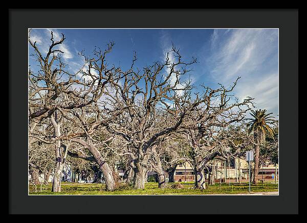 Cameron Parish Court House - Framed Print
