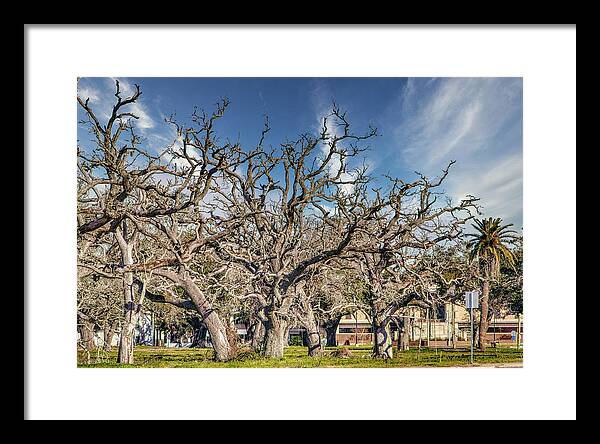 Cameron Parish Court House - Framed Print