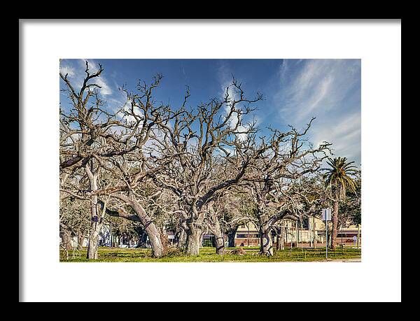 Cameron Parish Court House - Framed Print