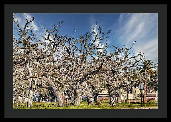 Cameron Parish Court House - Framed Print