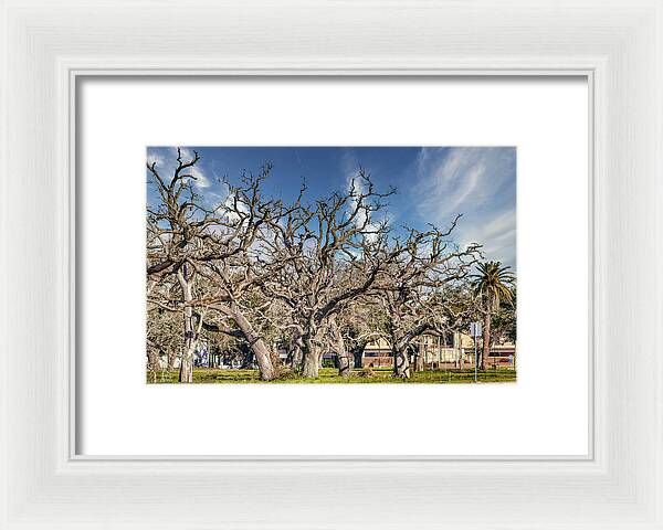 Cameron Parish Court House - Framed Print