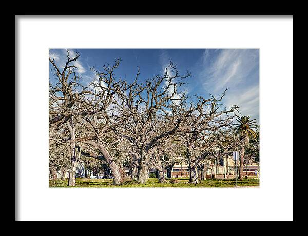 Cameron Parish Court House - Framed Print