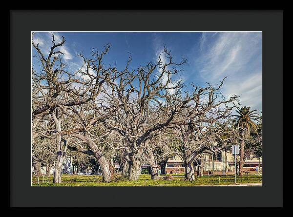 Cameron Parish Court House - Framed Print