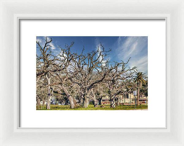 Cameron Parish Court House - Framed Print