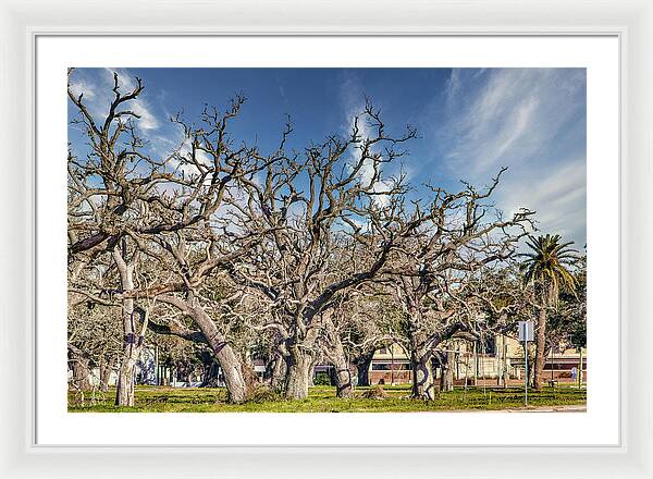 Cameron Parish Court House - Framed Print