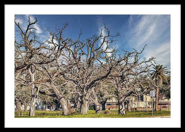 Cameron Parish Court House - Framed Print