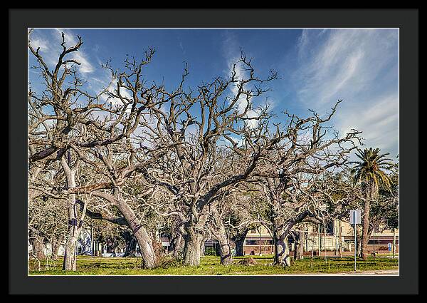 Cameron Parish Court House - Framed Print