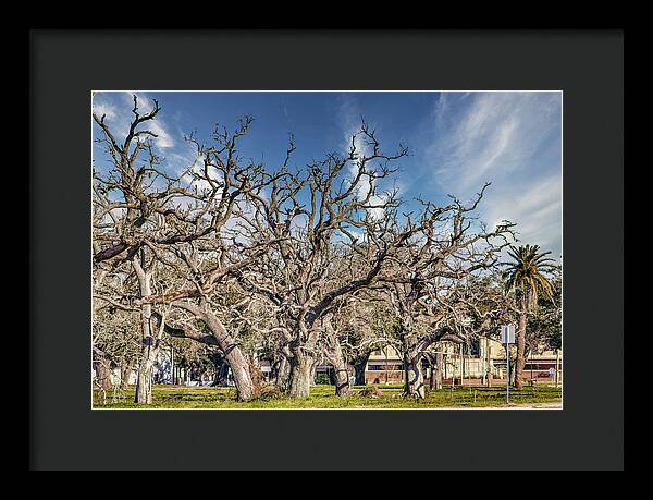 Cameron Parish Court House - Framed Print