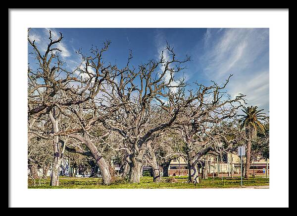Cameron Parish Court House - Framed Print