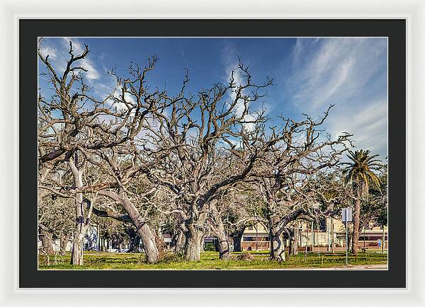 Cameron Parish Court House - Framed Print