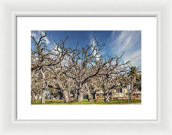 Cameron Parish Court House - Framed Print