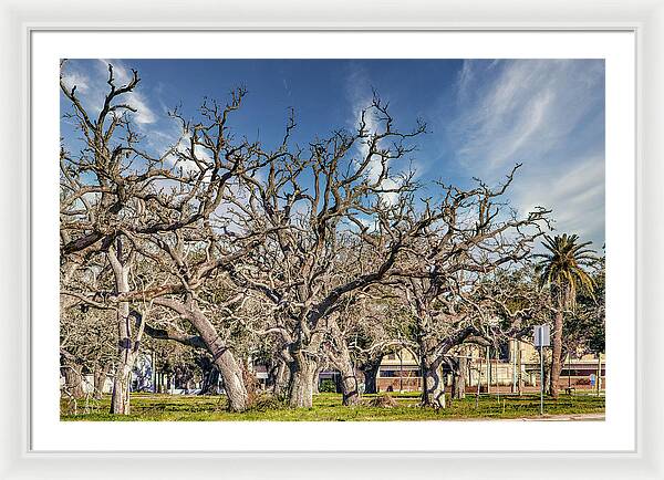 Cameron Parish Court House - Framed Print