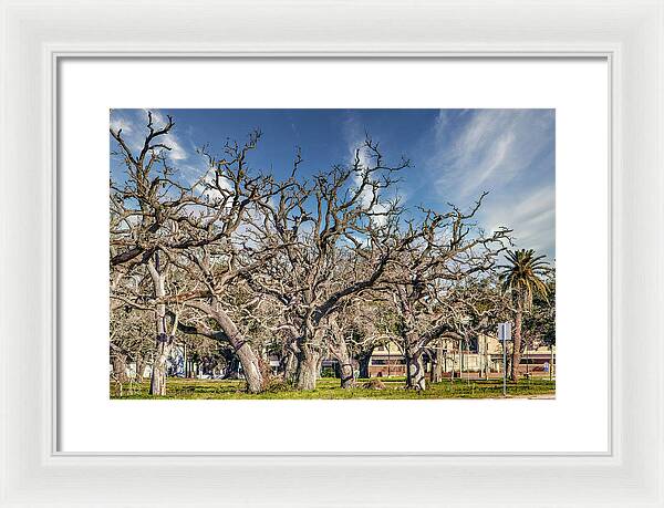 Cameron Parish Court House - Framed Print