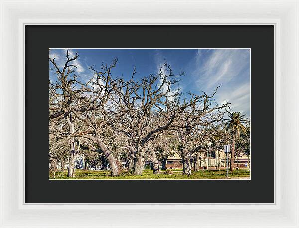 Cameron Parish Court House - Framed Print