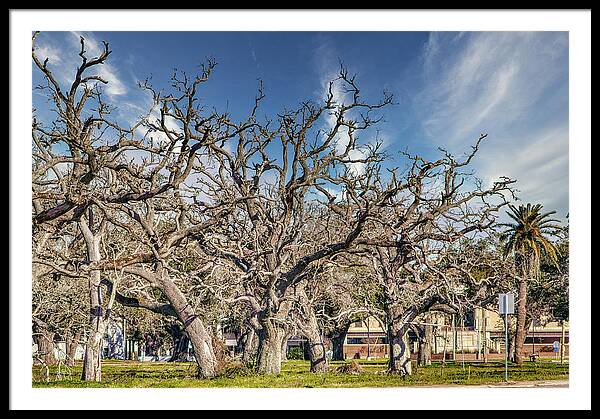 Cameron Parish Court House - Framed Print