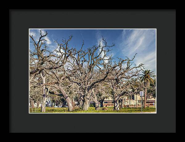 Cameron Parish Court House - Framed Print