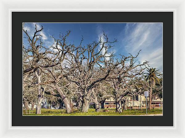 Cameron Parish Court House - Framed Print