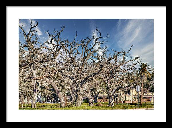 Cameron Parish Court House - Framed Print