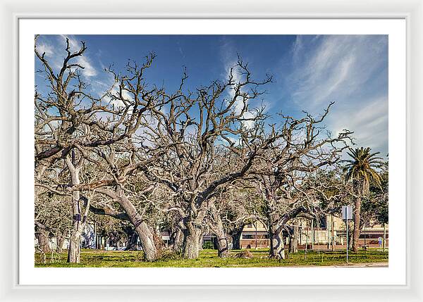 Cameron Parish Court House - Framed Print