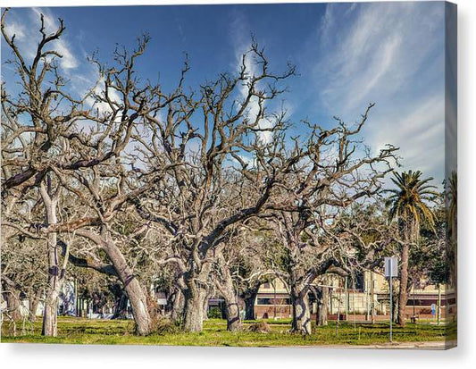 Cameron Parish Court House - Canvas Print