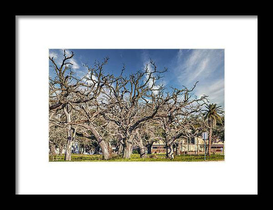 Cameron Parish Court House - Framed Print