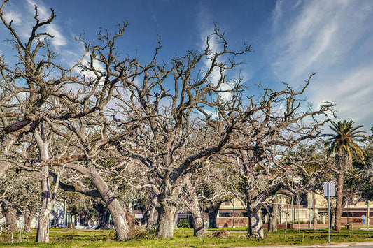 Cameron Parish Court House - Art Print