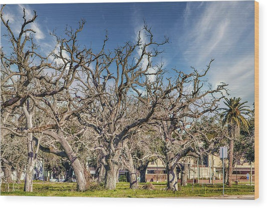 Cameron Parish Court House - Wood Print