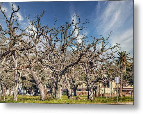 Cameron Parish Court House - Metal Print